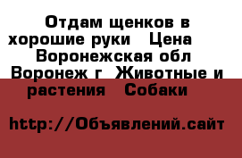 Отдам щенков в хорошие руки › Цена ­ 1 - Воронежская обл., Воронеж г. Животные и растения » Собаки   